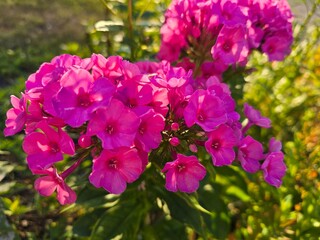 Fototapeta premium Beautiful pink Garden Phlox flowers blooming in a summer garden