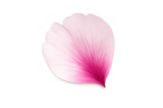 Pink cherry blossom petal softly falling, symbolizing spring, romance, grace, and tranquility on transparent background - Powered by Adobe