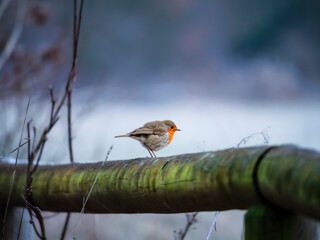 robin on a branch