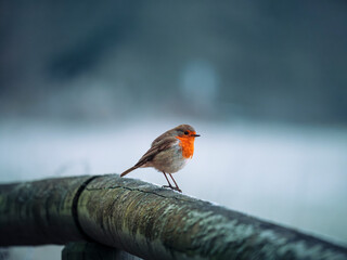 robin on a branch