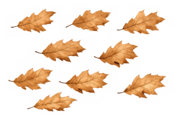 Brown oak leaves falling, creating a delicate pattern for late autumn and fall themes. Transparent background