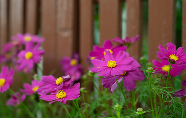 Blooming summer: Magenta flowers with bright yellow centers