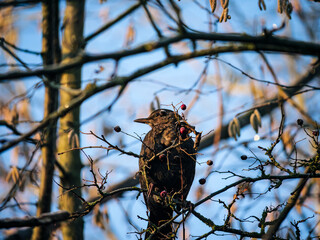 bird on a tree
