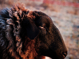 close up of a sheep