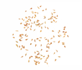 Close up anise seeds spice flying, isolated on white, (Pimpinella anisum) background and texture