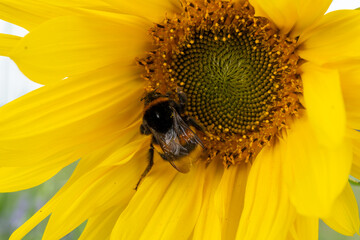Bee gathering nectar from a vibrant sunflower in a sunny garden setting