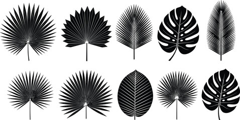 Set of tropical palm leaves silhouettes, jungle foliage including monstera and fan palm, black vector illustration for summer design. © Shahajan