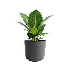 Fototapeta premium Green plant in pot isolated on transparent background