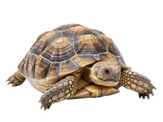 Obraz premium Tortoise isolated on transparent background