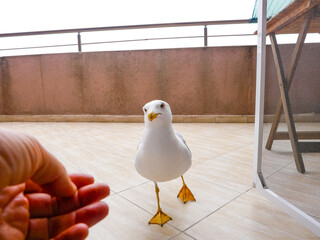 Bold fearless seagull feeding from human hand on urban terrace