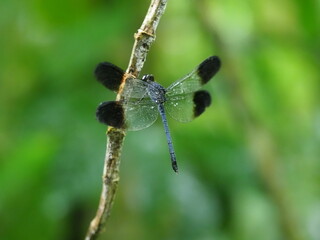 Helicopter damsel fly resting on a branch