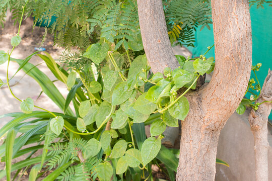 Malabar Spinach, organic, home-grown leafy vegetable climbing beautifully around a tree in garden