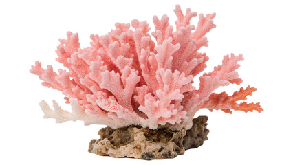 Vibrant pink coral reef on rocky base
