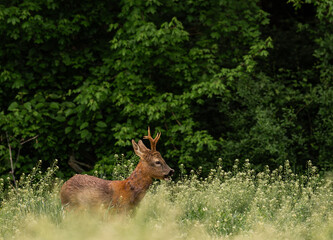 Roe buck coming out of the forest into the green field on a spring morning