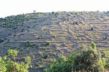 Agricultural Terraces on Hvar Island in Croatia
