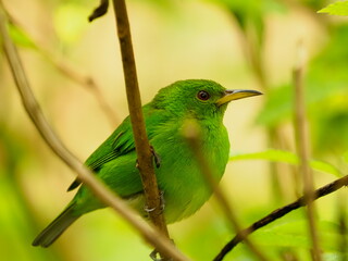 Green honeycreeper on branch 