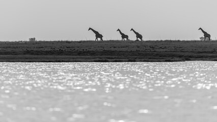giraffe walking iat the River