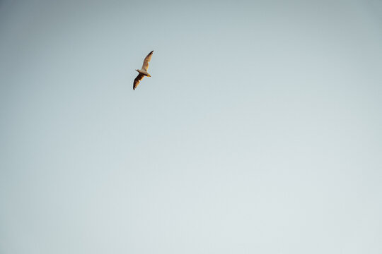 the flight of the seagull