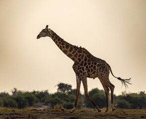 Obraz premium giraffe walking in the savannah