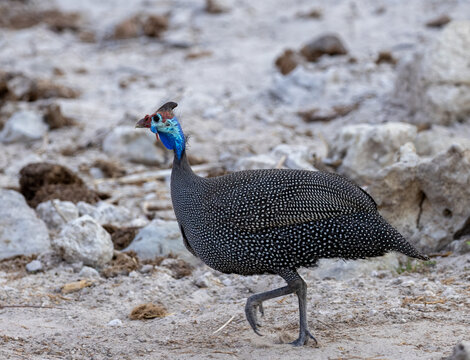 Helmeted Guineafowl, Numidia Meleagris