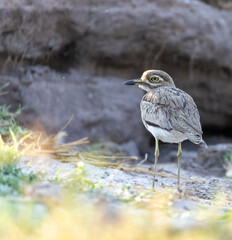Fototapeta premium Water Thick-Knee, Water Dikkop, Burhinus vermiculatus