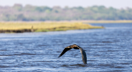 African Darter, Anhinga rufa