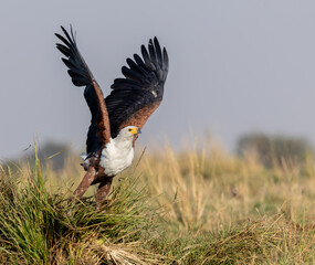 Obraz premium AFRICAN FISH EAGLE, Icthyophaga vocifer