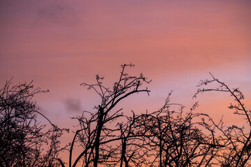 Obraz premium Winter background. Tree branches against pink winter sky at sunset.