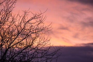 Winter background. Tree branches against pink winter sky at sunset, copy space
