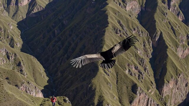 Majestic condor soars gracefully over rugged mountain landscape, capturing the breathtaking scenery as it glides effortlessly, showcasing the beauty of nature, camera follows the bird in smooth motion