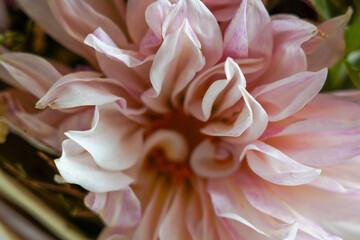 Close-up of pink dahlia flower with curled petals