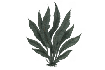 Lush tropical fern leaves creating a vibrant botanical foliage display with natural texture, transparent background