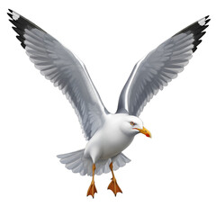 Fototapeta premium White seagull flying with outstretched wings isolated