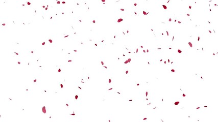 Romantic rose petals rain overlay for wedding and valentine's day. falling flower petals animation, red rose petals falling on alpha channel background loop.