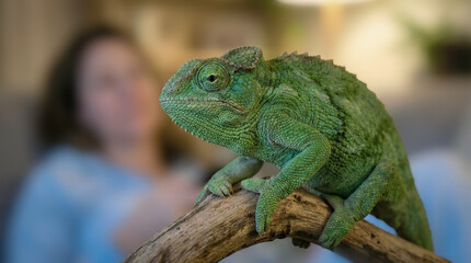 Fototapeta premium Green reptile, lizard in natural light on a blurred background.