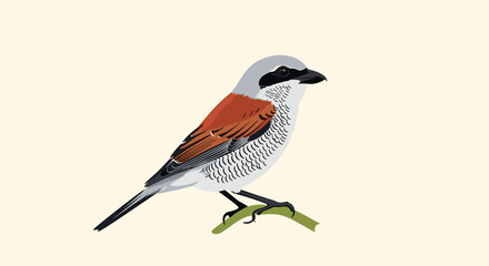 A detailed and colorful vector illustration of a red-backed shrike bird perched on a small green branch against a light cream background.