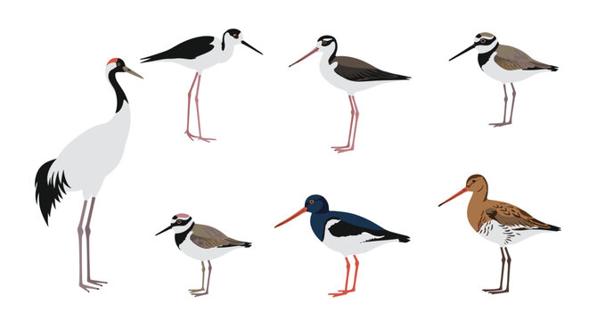 A diverse collection of seven beautifully illustrated wading and shore birds including a crane stilt plover and oystercatcher.