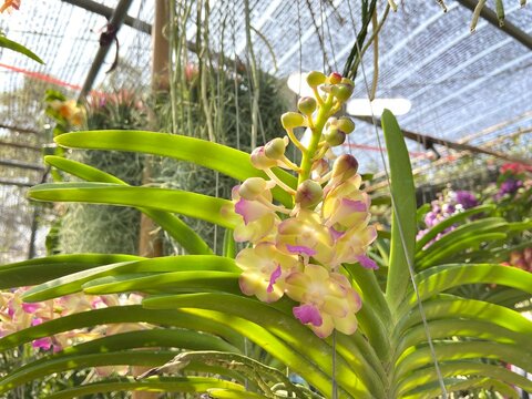 Tropical Aerides houlettiana Orchid on Tree.