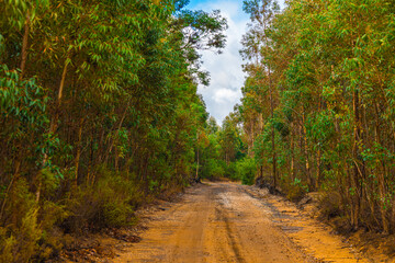 Obraz premium A serene dirt road in the Western Cape forms a natural tree tunnel through tall eucalyptus trees, with dense green foliage creating a canopy. Partly cloudy sky filters sunlight onto the earthy path