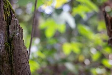 Obraz premium Close up of textured tree stump with moss and blurred forest background