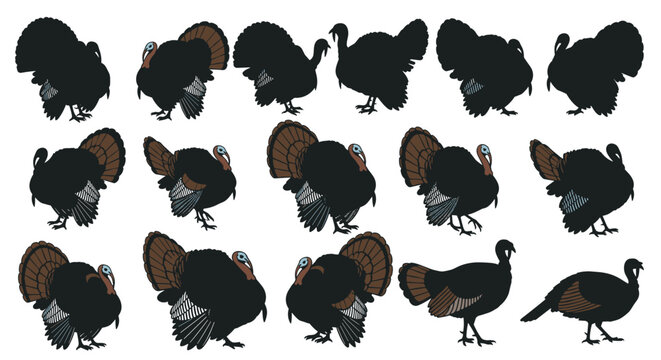 A large set of wild turkey illustrations and silhouettes showing the bird in various poses for Thanksgiving designs.