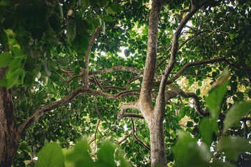 Low angle view of tropical tree canopy with green leaves and sunlight