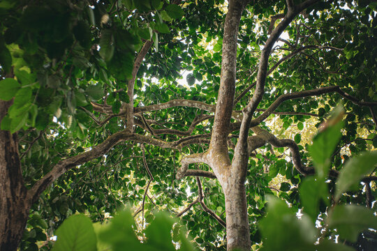 Low angle view of tropical tree canopy with green leaves and sunlight