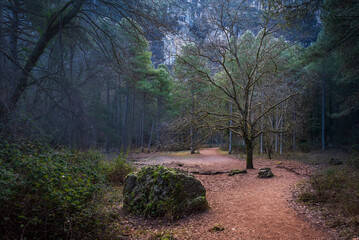 Forest trail leading to the source of the Mundo River in Riopar, Albacete, Spain
