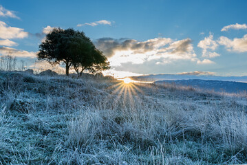 Winter landscape with frozen grass in the foreground, a tree and sunrise over snow covered mountains at Riopar Viejo viewpoint, Albacete, Spain