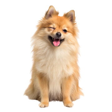 Cute Pomeranian dog sitting smiling with tongue out on transparent background