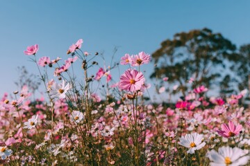 Obraz premium Pink cosmos flowers bloom under a clear blue sky in a natural outdoor environment