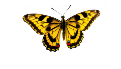Vibrant yellow butterfly with black spots