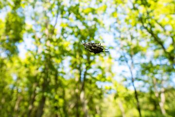 A caterpillar geometrid descends on a web in the forest. An outbreak of reproduction and rapid...