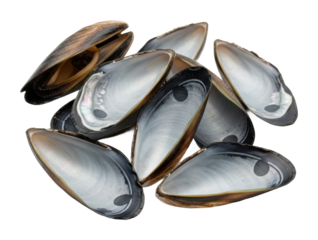 Harvesting fresh clams at coastal beach seafood natural habitat isolated on transparent background